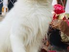 Persian Cat