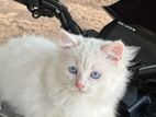 Persian Cat