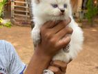 Persian Cat