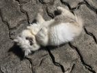 Persian Cat