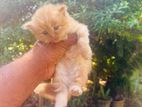 Persian Kittens