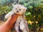 Persian Cat