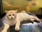 Persian Cats