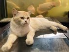 Persian Cat