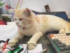 Persian Cat