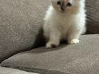 Persian Cat