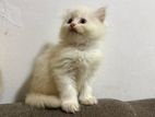 Persian Cat