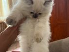 Persian Cat