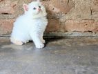 Persian Cat