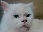Persian Cat