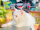 Persian Cat