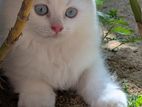 Persian Cat