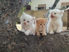 Persian Cat