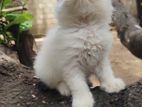 Persian Cat