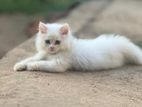 Persian Cat