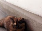 Persian Cat