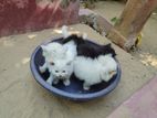 Persian Cat