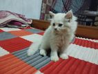 Persian Cat