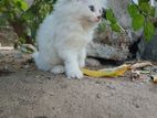 Persian Cat