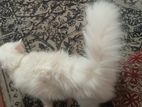 Persian Cat