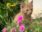Persian Cat
