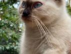 Persian Cat