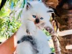Persian Cat