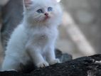 Persian Cat