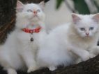 Persian Kittens