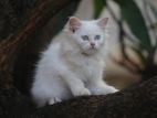 Persian Cat