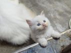 Persian cat