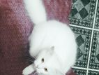Persian Cat