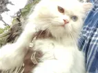 Persian Cat