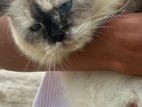 Persian Cat