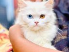 Persian Cat