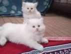 Persian Kittens