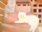 Persian Cat