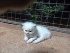 Persian Cat