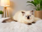 Persian Cat