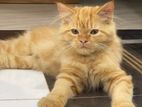 Persian Cat Genger color