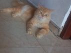 Persian Cat Ginger Adult