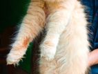 Persian Cat Ginger Colour
