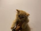 Persian Cat Ginger Female