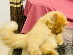 Persian Cat Ginger