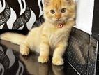 Persian Cat (ginger)