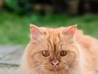 Persian Cat - Ginger