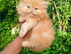 Persian Cat Ginger