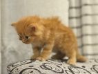 Persian Cat Ginger