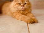 Persian Cat - Ginger Male