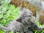 Persian Cat Gray Colour